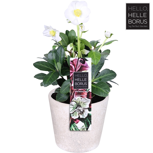 <h4>Helleborus niger 'Christmas Carol' (Concrete Series) P12</h4>