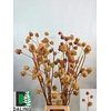 GLYCYRRH YUNNANEN ZD 100CM