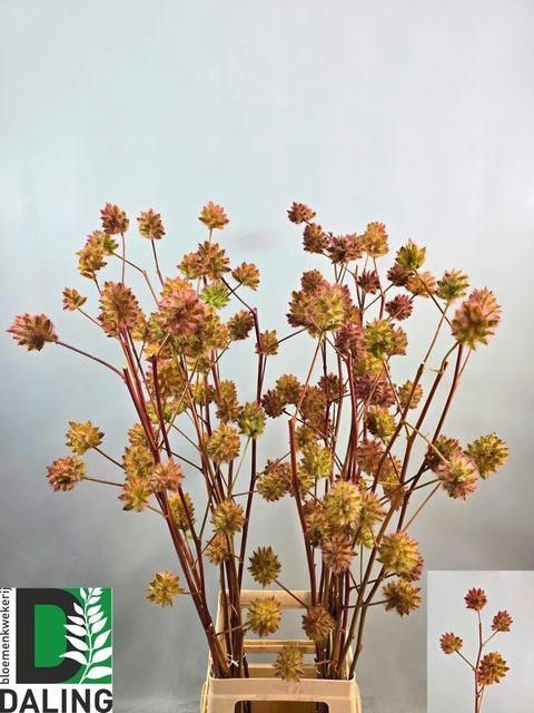 GLYCYRRH YUNNANEN ZD 100CM