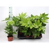 Fatsia Ov