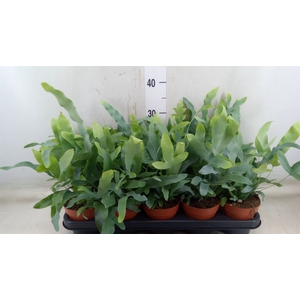 Phlebodium aureum 'Blue Star'