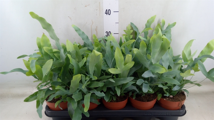 <h4>Phlebodium aureum 'Blue Star'</h4>