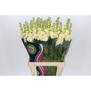 Matthiola Iron Yellow