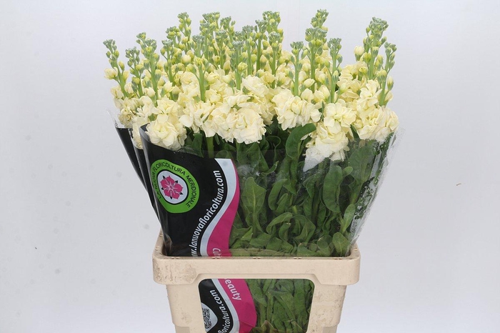 <h4>Matthiola Iron Yellow</h4>