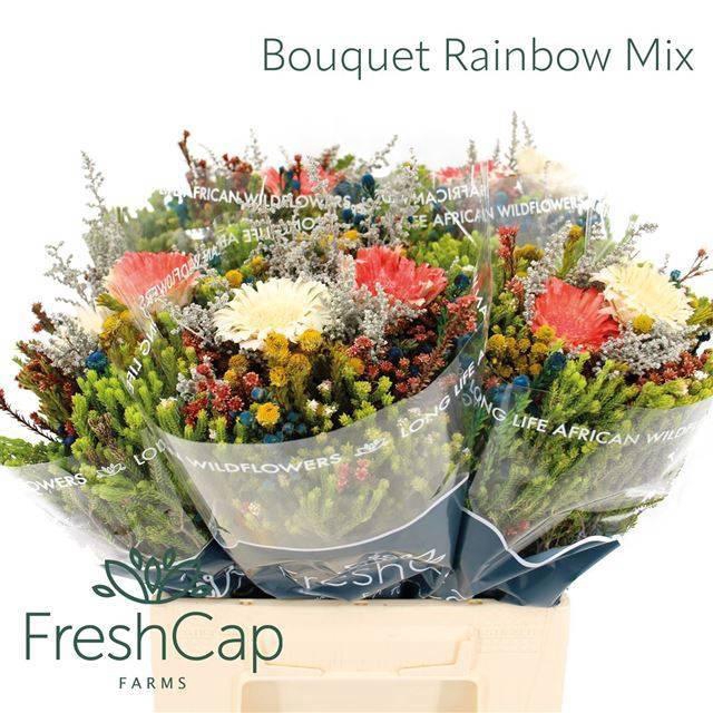 <h4>KAAPS GROE GEM IN BS</h4>