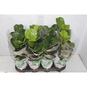FICUS LYRATA BAMBINO P15 COMPACTO