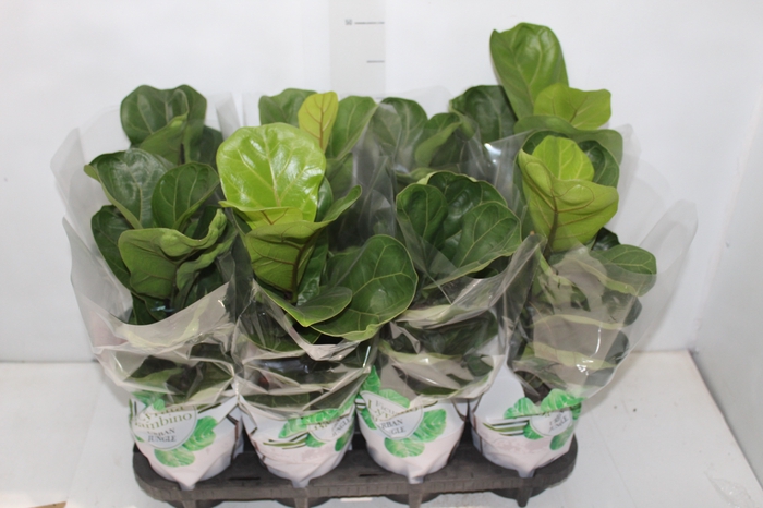 <h4>FICUS LYRATA BAMBINO P15 COMPACTO</h4>
