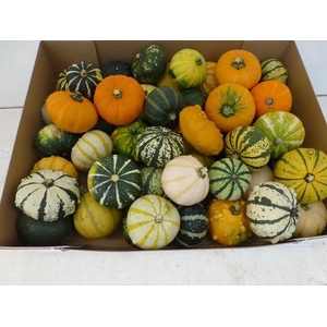 CUCURBITA