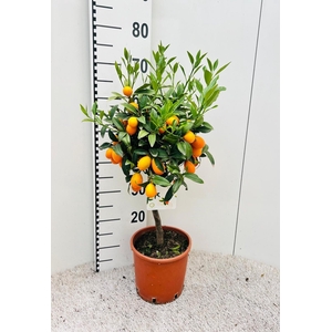 Citrus Kumquat Nagami on stem