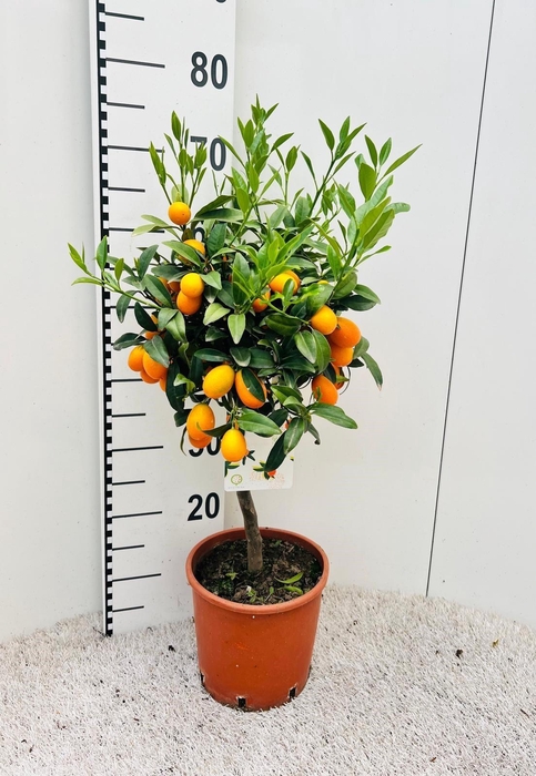 <h4>Citrus Kumquat Nagami on stem</h4>