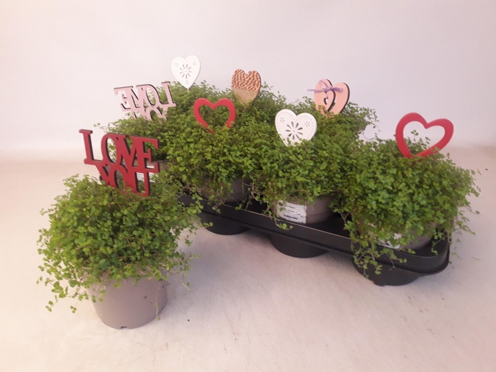 <h4>SOLEI SOL GROEN</h4>