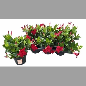 MANDE SUN RED