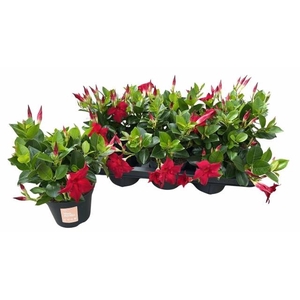 MANDE SUN RED