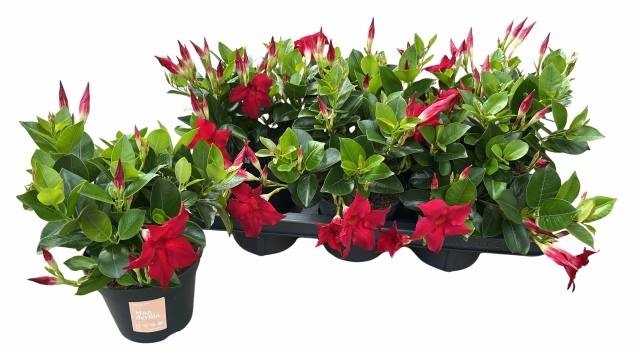 <h4>MANDE SUN RED</h4>