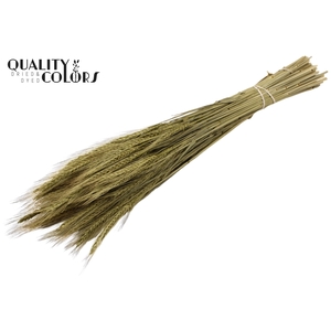 Triticale per bunch Olive