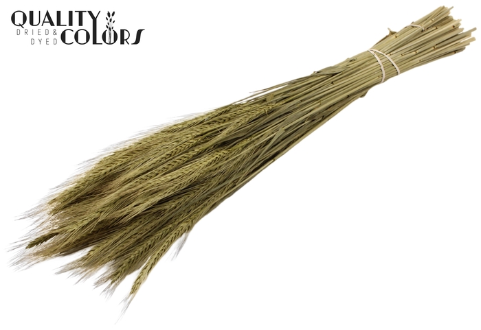 <h4>Triticale per bunch Olive</h4>