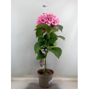 Hydrangea mac. 'Fusion'