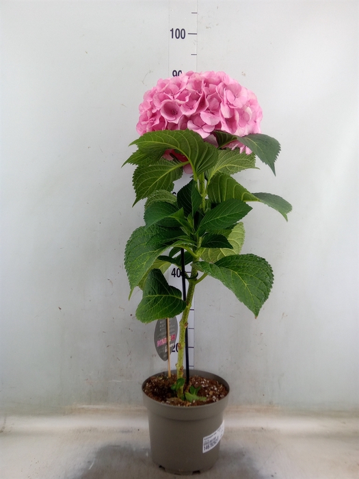 <h4>Hydrangea mac. 'Fusion'</h4>