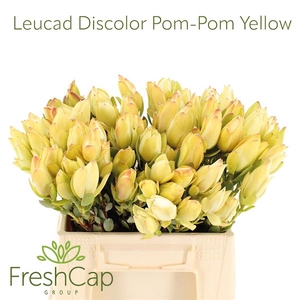 Leucad Discolor Yellow