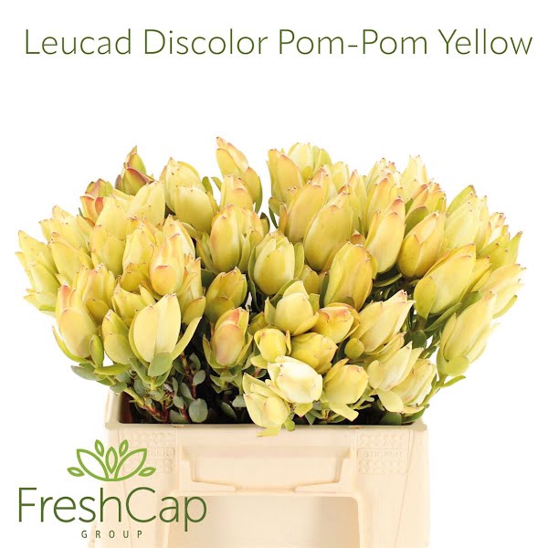 Leucad Discolor Yellow