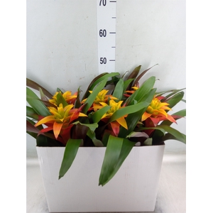 Guzmania  'Fiero Yellow'