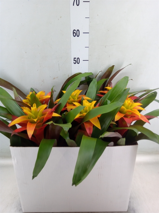 <h4>Guzmania  'Fiero Yellow'</h4>