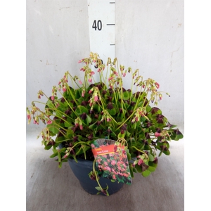Oxalis tetraphylla 'Iron Cross'