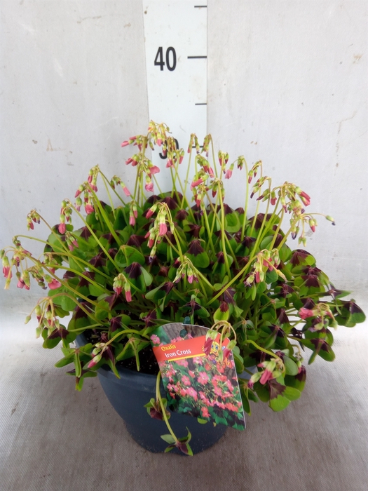 <h4>Oxalis tetraphylla 'Iron Cross'</h4>