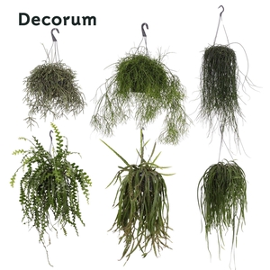 Rhipsalis gemengd 21 cm