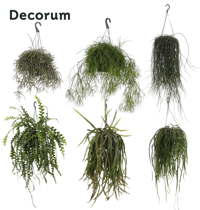 <h4>Rhipsalis gemengd 21 cm</h4>