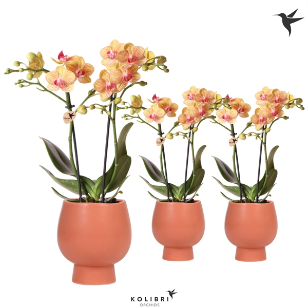 <h4>Kolibri Orchids Phalaenopsis orange 2 spike in Scandic pot terra</h4>