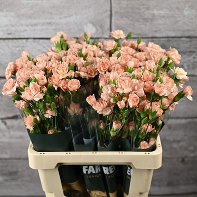 <h4>Dianthus TR 'Hamada'</h4>