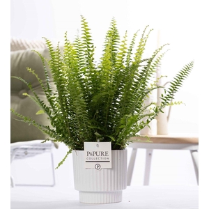 Nephrolepis Green Lady in P&PURE Ivy ceramics shiny white
