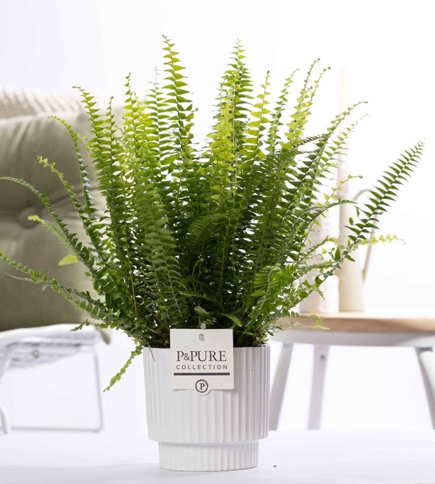 <h4>Nephrolepis Green Lady in P&PURE Ivy ceramics shiny white</h4>