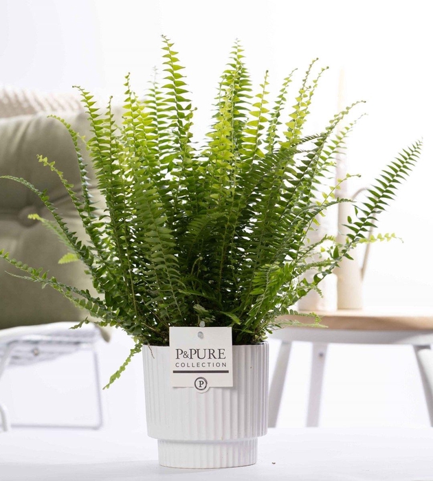 <h4>Nephrolepis Green Lady in P&PURE Ivy ceramics shiny white</h4>
