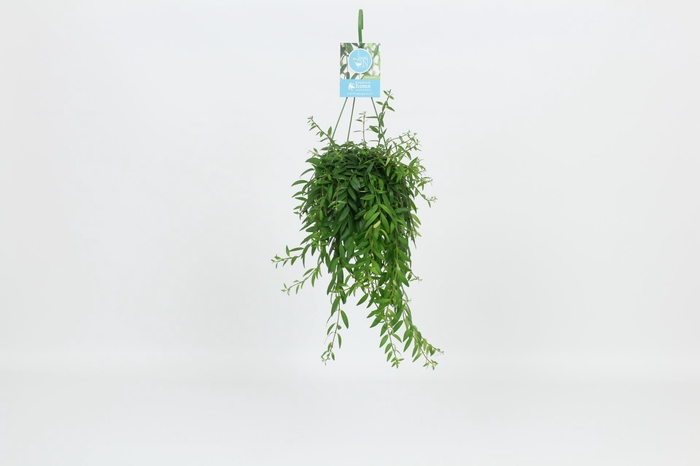 <h4>Aeschynanthus Japhrolepis</h4>