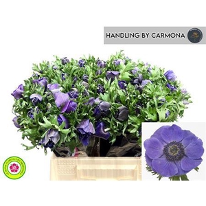 Anem Co Mis + D Blue