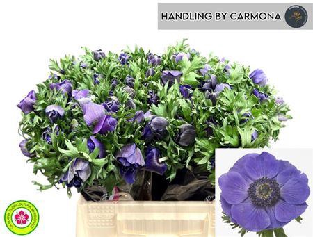 <h4>Anem Co Mis + D Blue</h4>