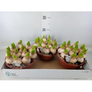 Hyacinthus orie. 'Pearl White'