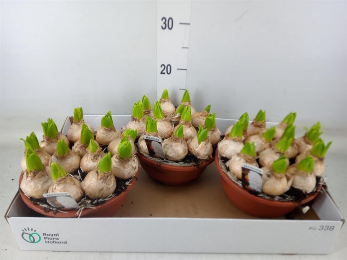 <h4>Hyacinthus orie. 'Pearl White'</h4>