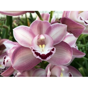 Cymb Mi Riaad Leekade X20