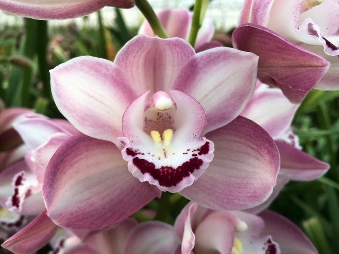 <h4>Cymb Mi Riaad Leekade X15</h4>