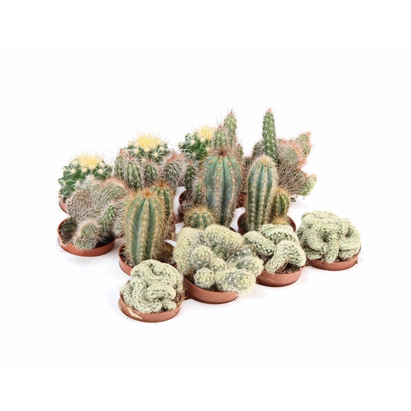<h4>Cactus mix XL</h4>