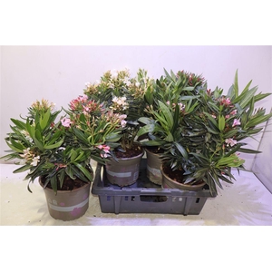 arr8 Nerium Oleander