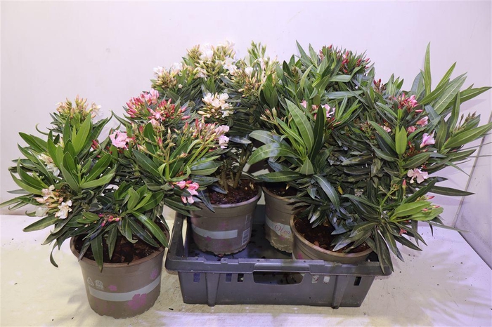 <h4>arr8 Nerium Oleander</h4>