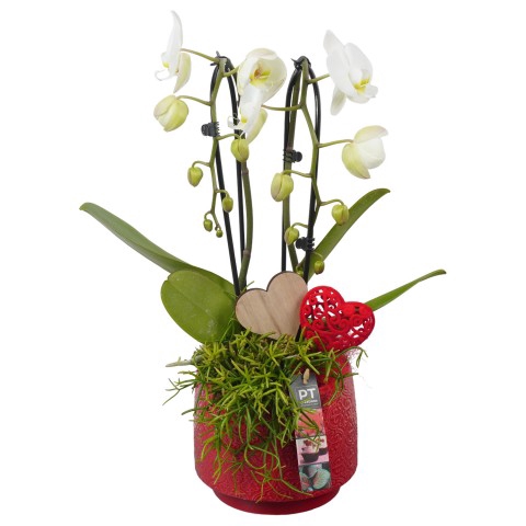 <h4>PTVMB4711 Arrangementen kamerplanten</h4>