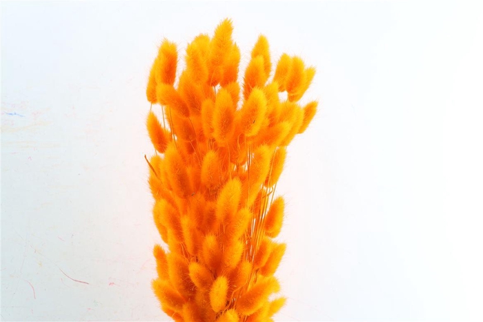 <h4>Dried Lagurus X5 Orange Bunch</h4>