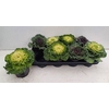 Brassica (sierkool)