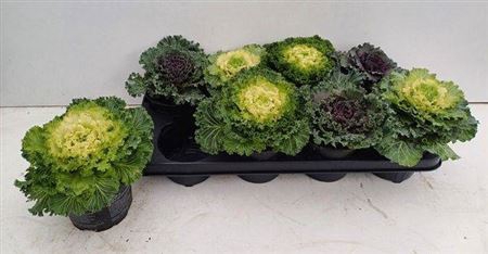 Brassica (sierkool)