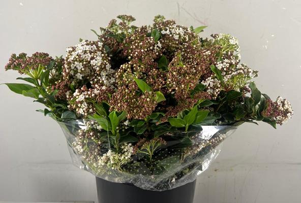 <h4>Viburnum Macrophyllum Bs</h4>